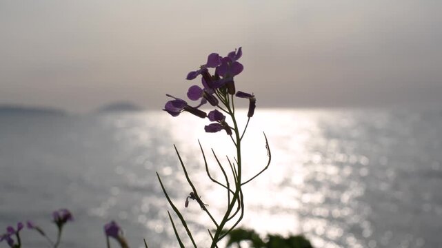 海辺に咲く紫の花ときらめく水面の夕景