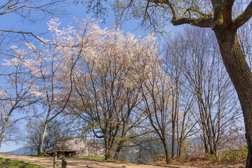 甘樫丘に咲く桜　奈良県明日香村にて © photop5