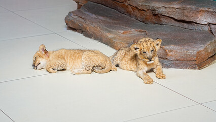 sleeping baby lions © Joy