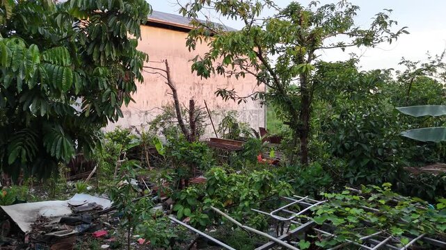A backyard overgrown with weeds, cluttered with random items and old junk, and covered in vines winding through the trees and foliage.