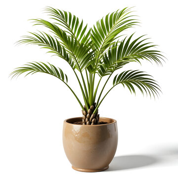Potted palm plant with fronds in a light brown pot on white background potted plant green Icon