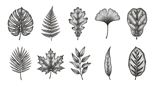 Leaves are drawn