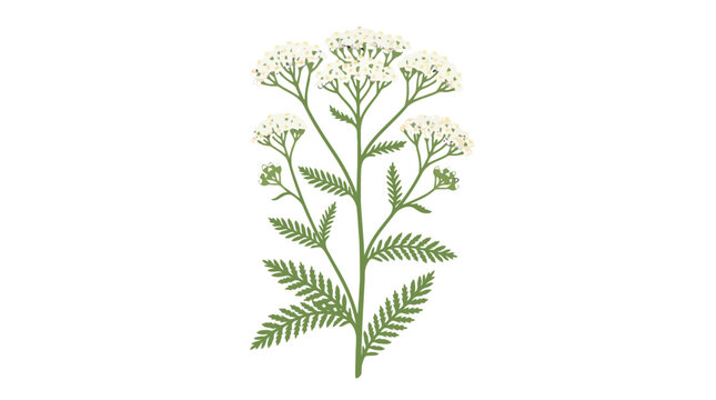 Botanical illustration of a yarrow plant with white flowers and feathery green leaves.