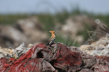 Eurasian Hoopoe (Upupa epops) perched on a pile of used vegetable net bags in a rural setting. © VOLODYMYR KUCHERENKO
