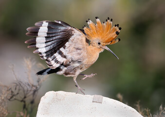 Adult Eurasian Hoopoe (Upupa epops) in a dynamic pose on a rock with its crest and wings partially spread. © VOLODYMYR KUCHERENKO