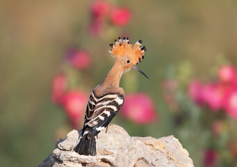 Eurasian Hoopoe (Upupa epops) with its crest fully open, shot against a blurred background with mallow flowers. © VOLODYMYR KUCHERENKO