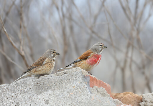 A pair of Common Linnets (Linaria cannabina) in vibrant breeding plumage perched together on a stone.