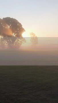 Vertical video: Sun rising starting grove casting beams thinning mist revealing grass showing bands