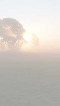 Vertical video: Diagonal dash overlay fading, tree casting sun rays, fog softening as sun rising