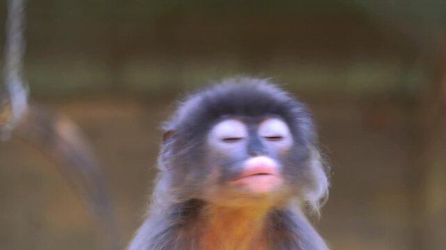 Side profile of a young dusky leaf monkey with grey fur and pink face. Close-up portrait of a primate looking away in a natural setting with bokeh background.