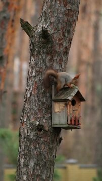 Squirrel On Birdhouse. Wildlife Nature Forest Animal Behavior. Red Squirrel Climbing Wooden Birdhouse On Pine Tree. Wild Squirrel Near Nest Box On Tree Trunk. Forest Nature Animal Life Vertical Video