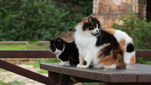 Fluffy Cats Sitting on Table, Calm Animal Lifestyle. Multiple Cats Relaxing Together. Adorable Pet Behavior. Cute Cats Group Portrait Outdoor Pet Scene. Many Cats Sitting Outdoor
