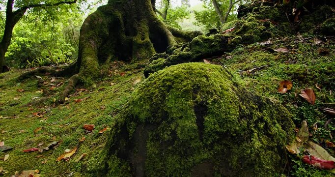 Moss covered tree roots and trunk in dense forest. Old tree with textured bark and green vegetation in natural environment, Azores
