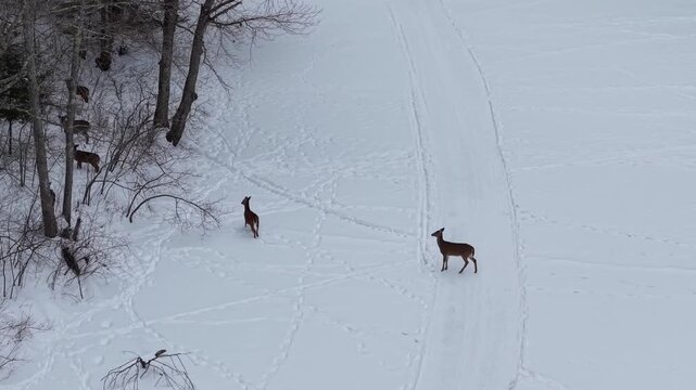 Winter aerial view of deer crossing the Oyster River just upstream of Wiswall Falls in Durham, New Hampshire