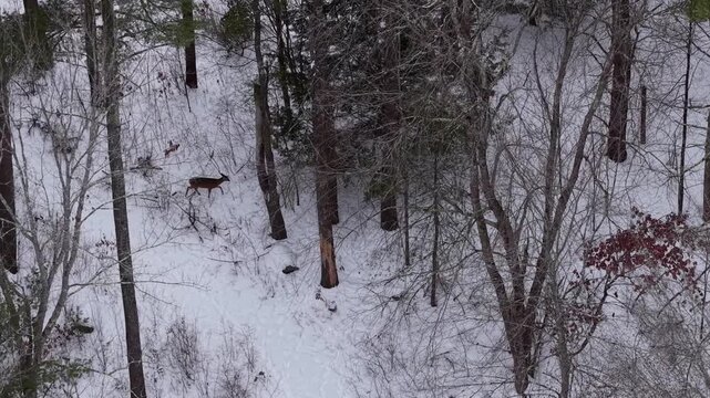 Winter aerial view of deer crossing the Oyster River just upstream of Wiswall Falls in Durham, New Hampshire