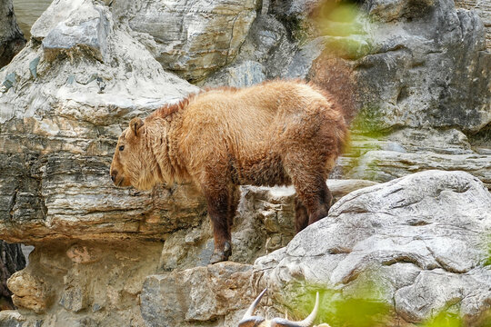 takin calf, downhill cliff descent, climbing instinct