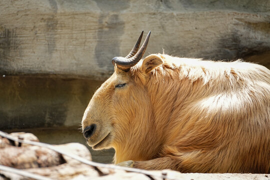 takin calf, downhill cliff descent climbing instinct
