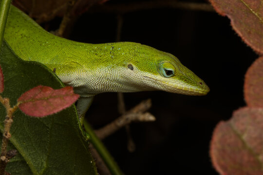 Green anole. Anolis carolinensis