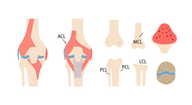 Knee Joint Anatomy Illustration with Ligaments and Bones