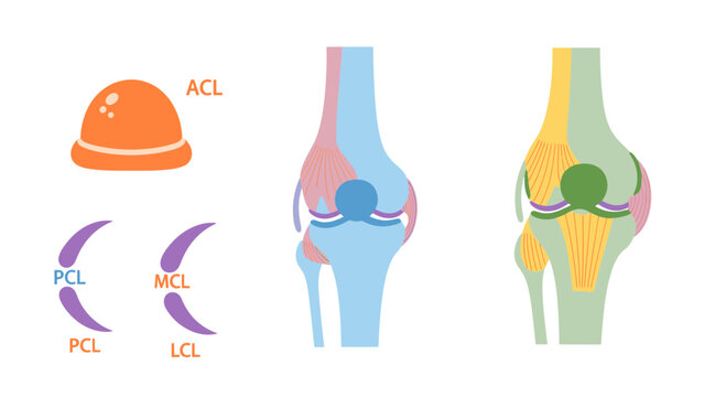 Knee Ligament Anatomy Illustration with Copy Space