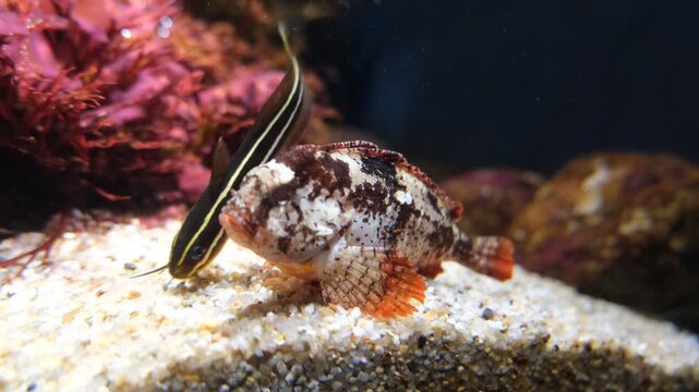 Bottom dwelling fish and whiskered fish foraging on gravel in aquarium light