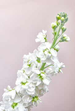 Elegant white matthiola flowers on a soft neutral background. Clean and delicate floral composition perfect for wedding, beauty, and minimal design themes