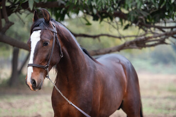 Obraz premium portrait of dark bay Marwari colt posing in garden at cloudy day. Indian authentic horse breed. India