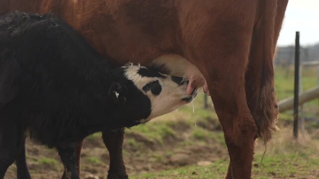 Black Angus cow nursing her calf milk in a dry Australian paddock with the herd at pasture