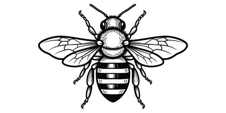 Vintage engraving of a honeybee a detailed illustration of apis mellifera