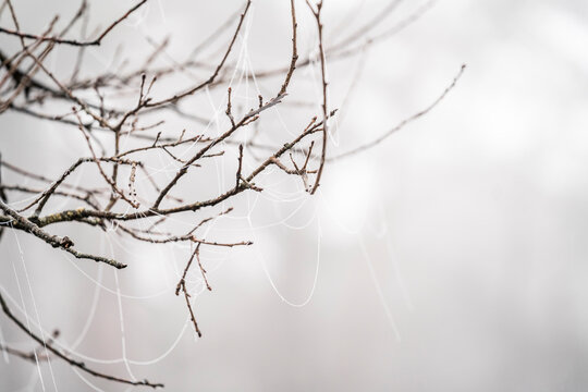 Tangled bare branches against soft neutral sky background