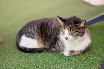 Adorable cat resting peacefully on the lawn in the park © 희준 박
