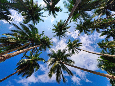 A vibrant tropical scene in Balabac, Palawan, Philippines, featuring towering coconut palm trees viewed from below. Sunlight filters through the lush green fronds, creating lens flares