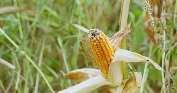 Damaged corn cob in field still attached to plant. Agricultural damage and failed crop production.