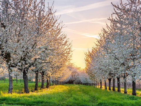 Streuobstwiese mit bl&uuml;henden Kirschb&auml;umen bei Sonnenuntergang, Markgr&auml;fler Land, Baden-W&uuml;rttemberg, Deutschland 