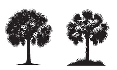 Silhouette Illustration of a Palmetto Tree vector set © jobaida