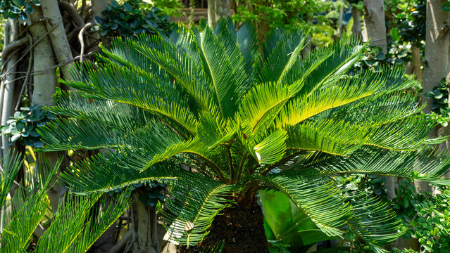 Symmetrical green Sago Palm (Cycas revoluta) leaves in a tropical garden