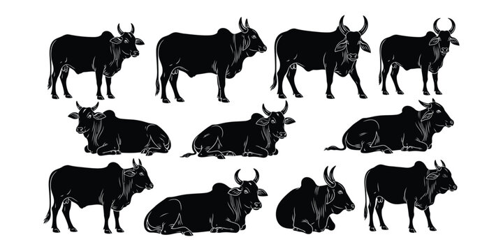 Silhouette collection of indian cattle a visual study of zebu cows in various poses