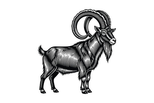 Vintage engraving of a majestic ibex with large curled horns side profile