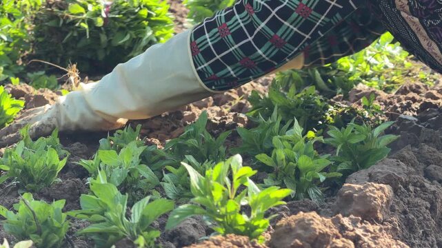 A farmer inserts young basil plants into soil beds while working across evenly spaced rows of seedlings growing in a cultivated field prepared for herb production. Herb cultivation.