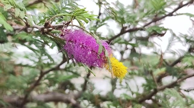 Shami plant flower scientific name Prosopis cineraria closeup leaves and flower selective focus on natural background.