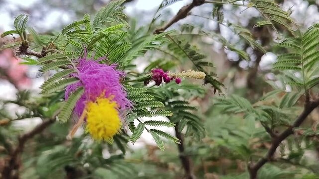 Shami plant flower scientific name Prosopis cineraria closeup leaves and flower selective focus on natural background.