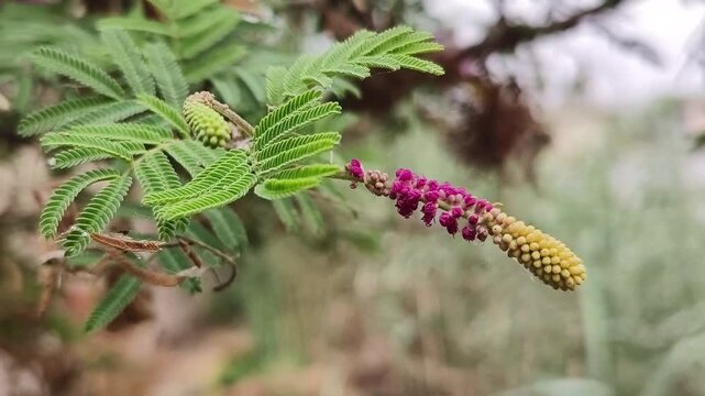 Shami plant flower scientific name Prosopis cineraria closeup leaves and flower selective focus on natural background.