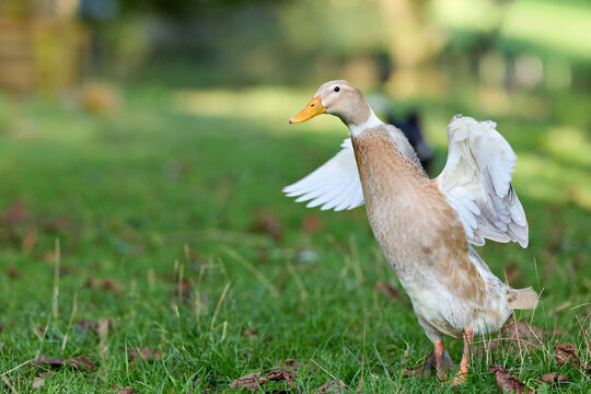 A domestic Indian runner duck with light brown and white feathers stands on green grass, stretching its wings in a natural outdoor environment.