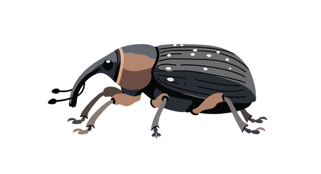 Vector Illustration of a Weevil Beetle with Long Snout and Spotted Shell Isolated on White Background