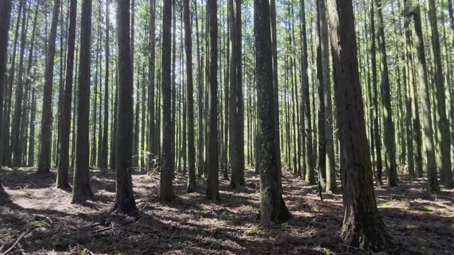 静岡県富士市にある富士ヒノキの美しい人工林を歩く
