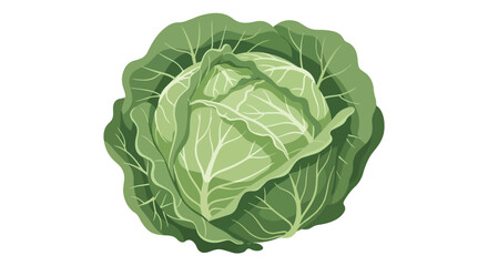 Obraz premium Fresh Green Cabbage Head Vector Illustration - Healthy Organic Vegetable Isolated on White