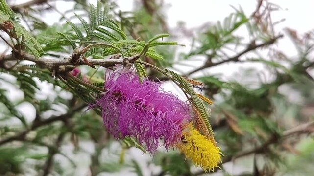Shami plant flower scientific name Prosopis cineraria closeup leaves and flower selective focus on natural background.