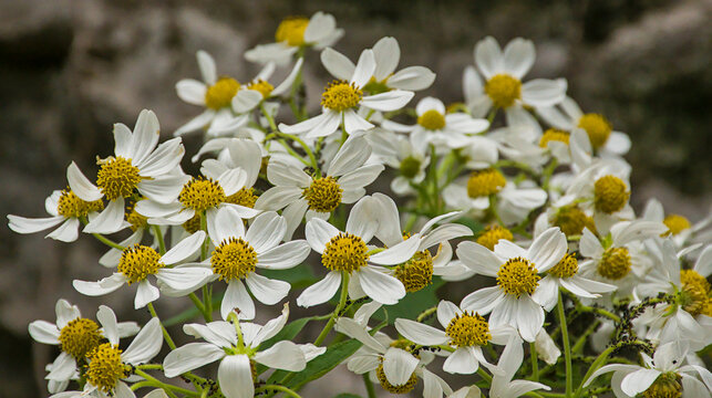  Closeup of the white and yellow flowers of a Hector's tree daisy - Olearia hectorii 