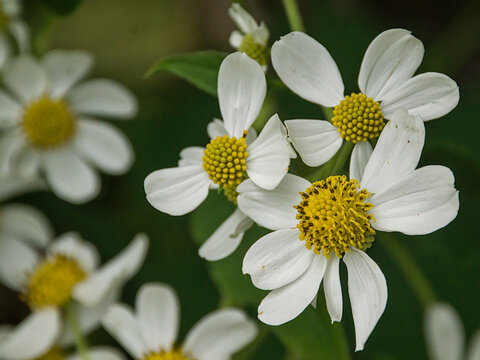 Closeup of the white and yellow flowers of a Hector's tree daisy - Olearia hectorii 