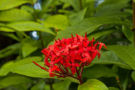 Closeup of the bright red flowers of Chinese ixora - Ixora chinensis 